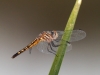 Blue Dasher Dragonfly