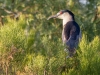 Black-crowned Night Heron