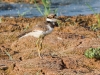 Killdeer