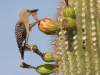 Gila Woodpecker