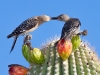 Gila Woodpecker