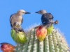 Gila Woodpecker