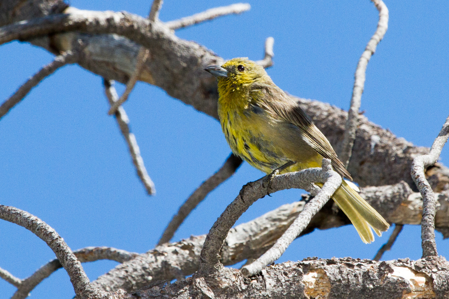 Hepatic Tanager