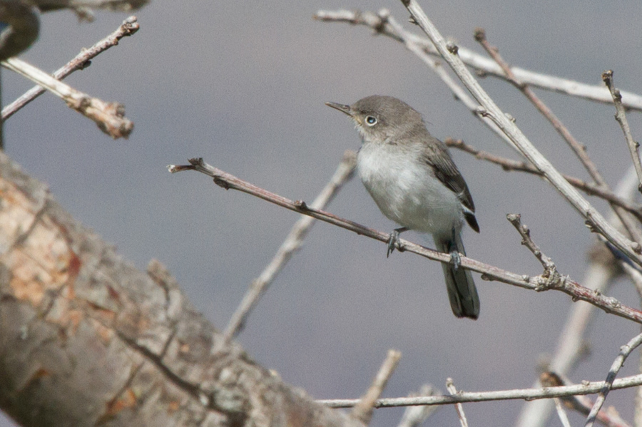 Black-tailed Gnatcatcher