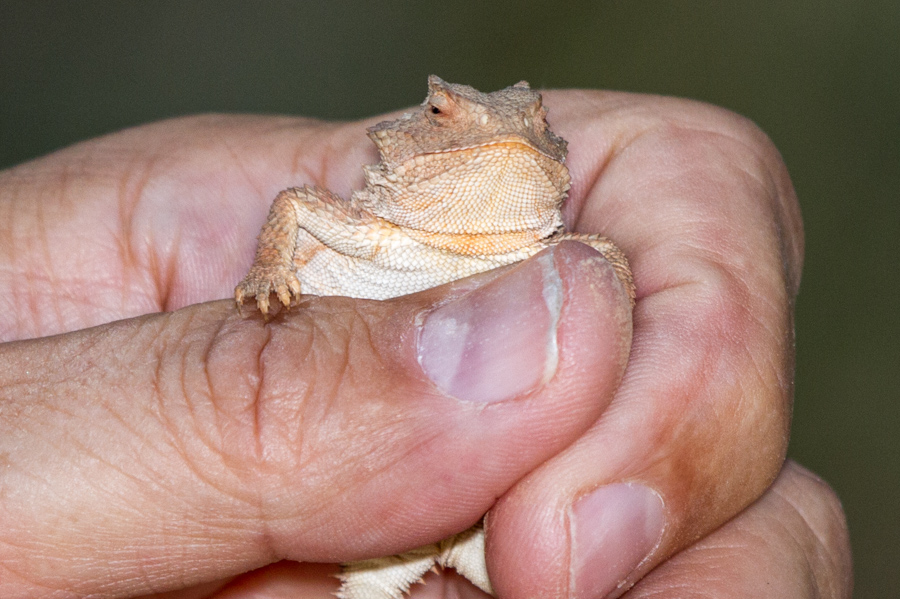 Horned Toad