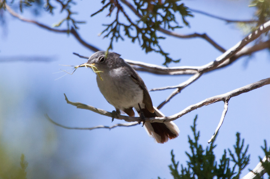 Black-tailed Gnatcatcher