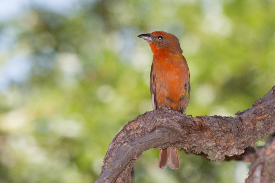 Hepatic Tanager