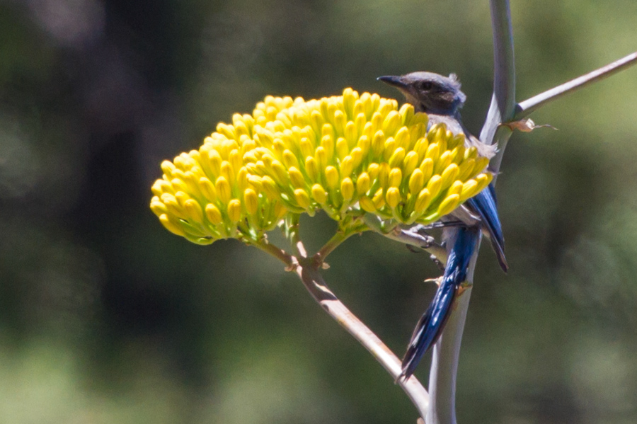 Woodhouse\'s Scrub-jay