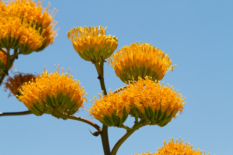 Goldenflower Century Plant