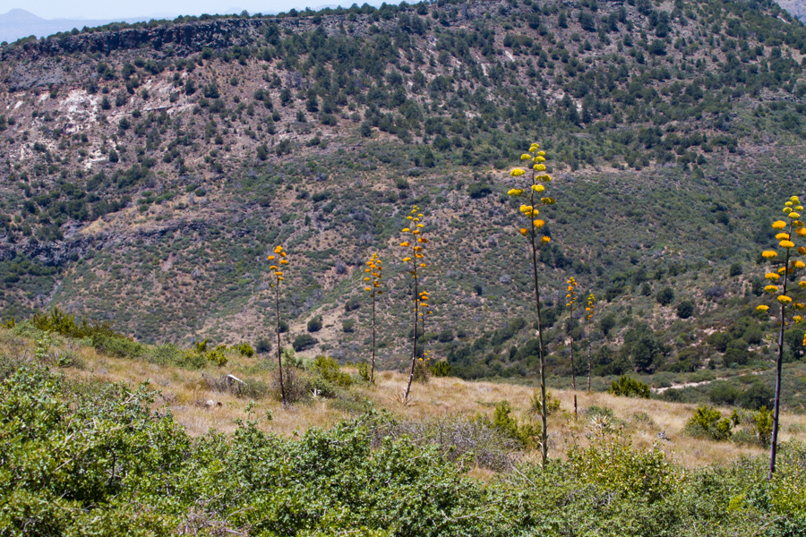 Goldenflower Century Plant