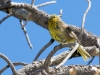 Hepatic Tanager