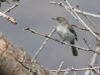 Black-tailed Gnatcatcher