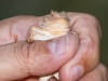 Horned Toad