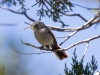 Black-tailed Gnatcatcher