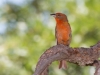 Hepatic Tanager