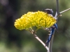 Woodhouse's Scrub-jay