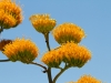 Goldenflower Century Plant