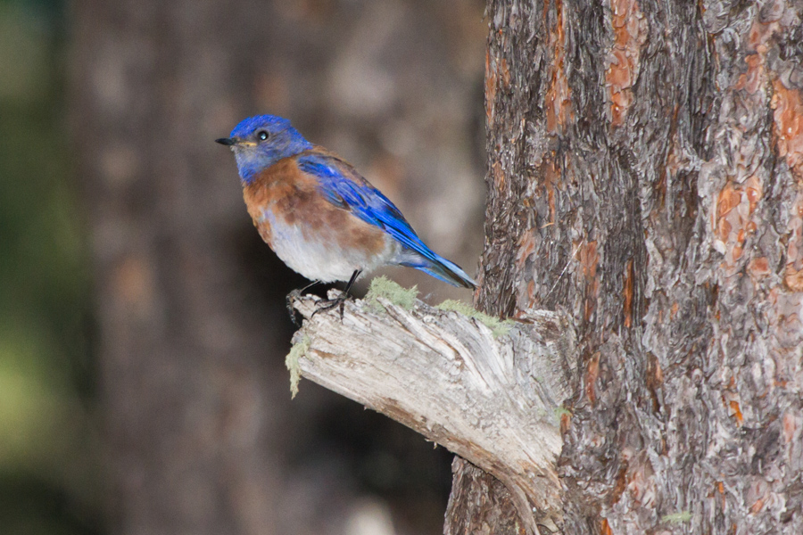 Western Bluebird