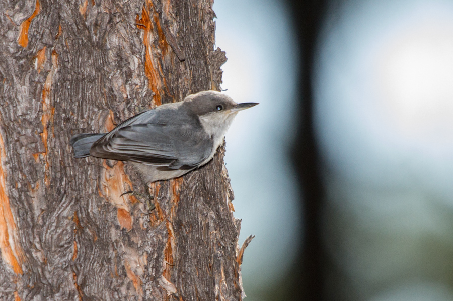 Pygmy Nuthatch