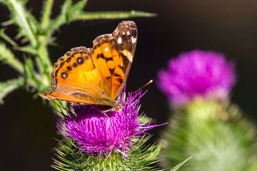 Painted Lady