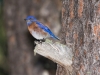 Western Bluebird