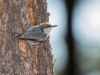 Pygmy Nuthatch