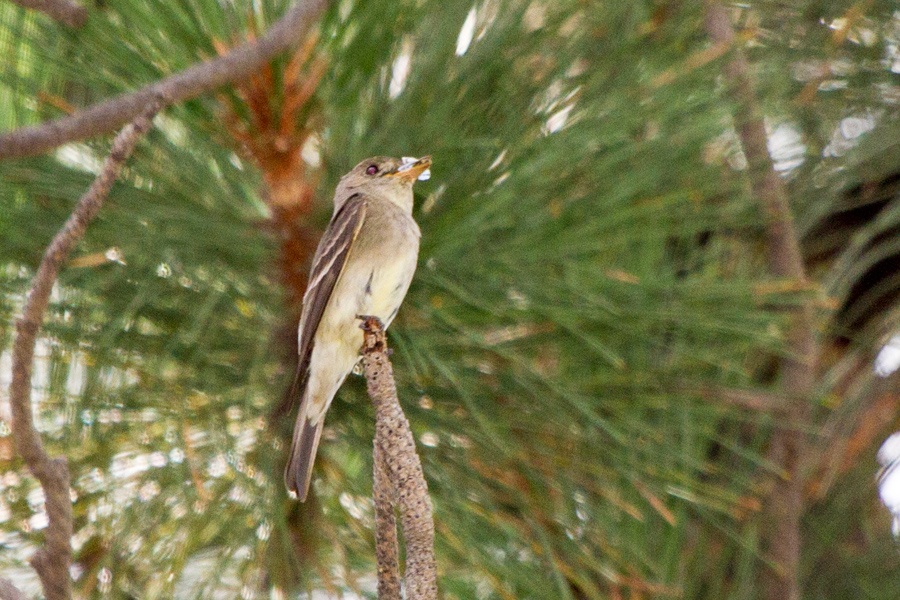 Western Wood-Pewee