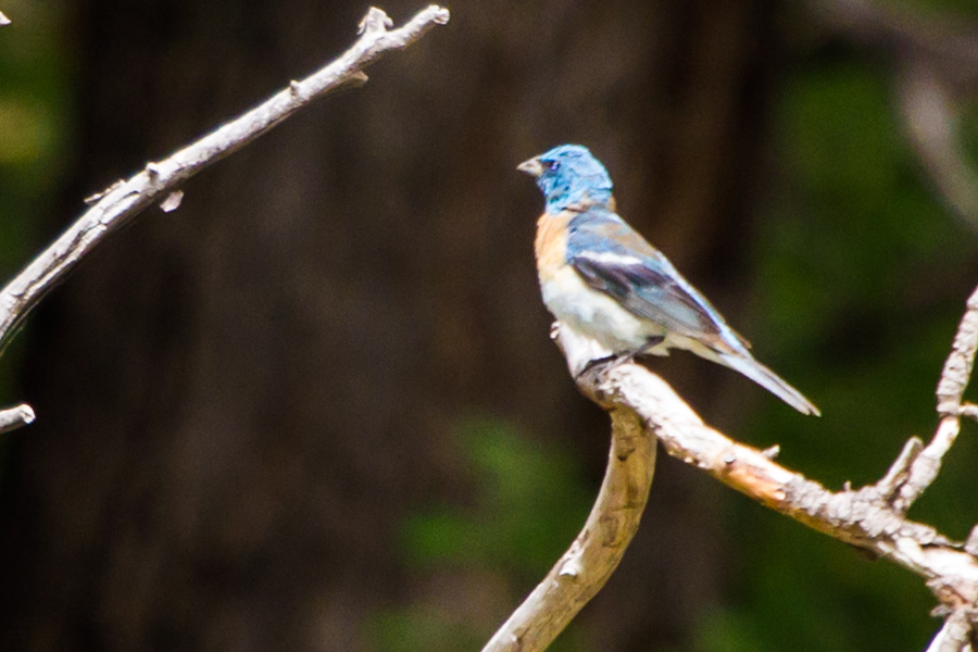 Lazuli Bunting