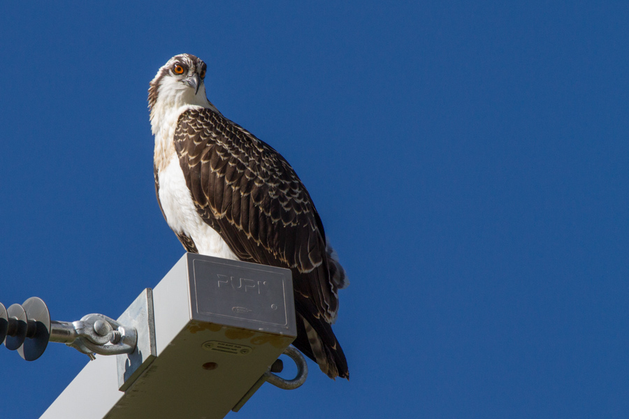 Osprey