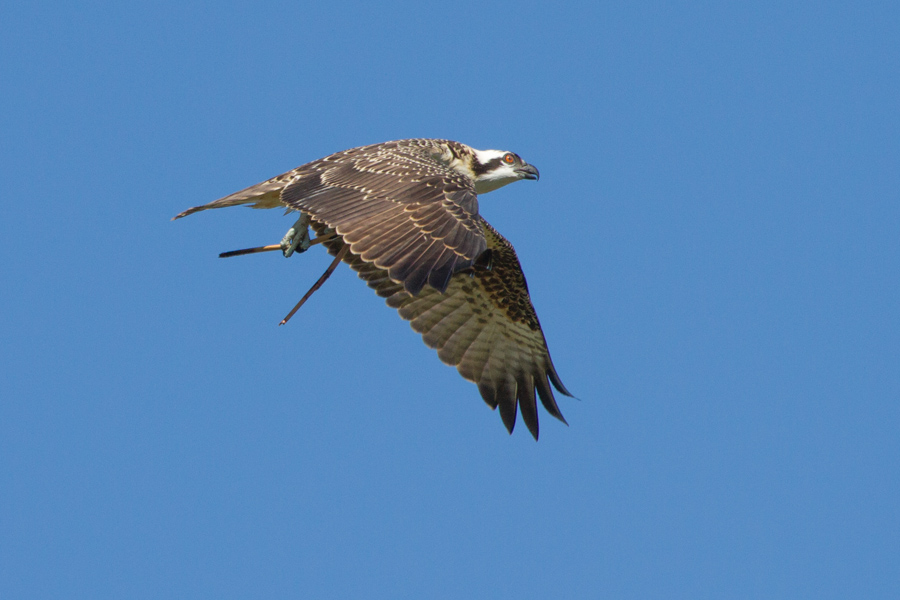 Osprey