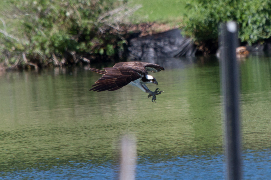 Osprey