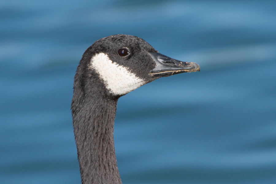 Canada Goose