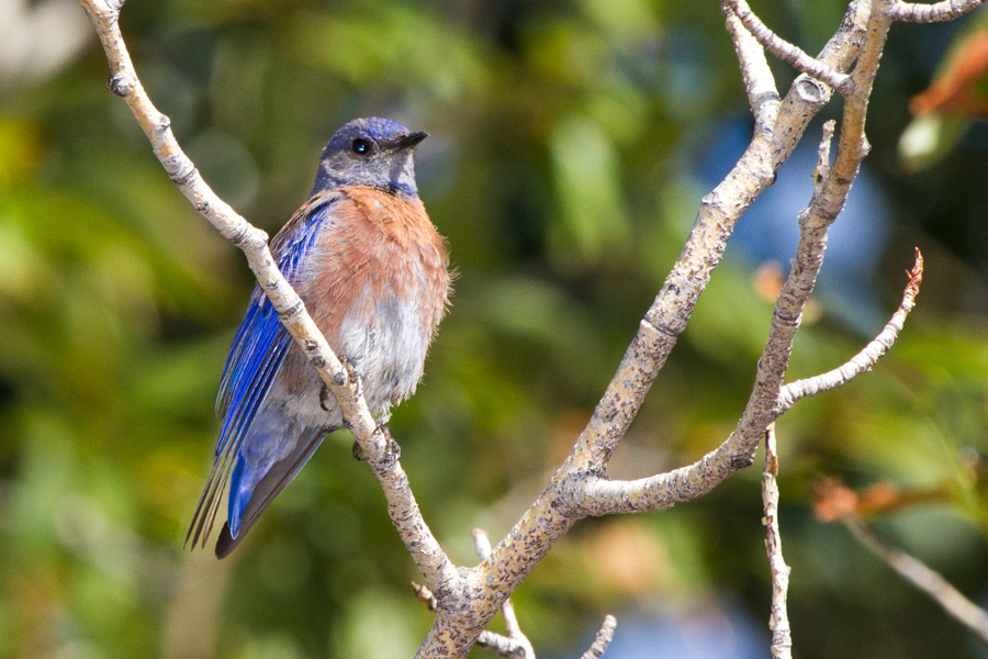 Western Bluebird