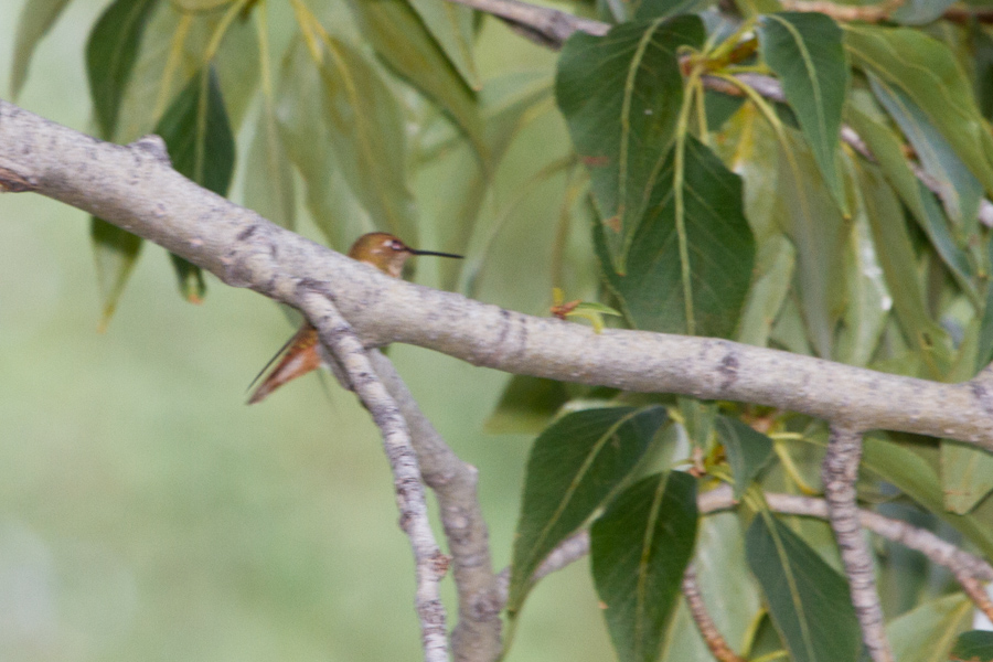 Rufous Hummingbird