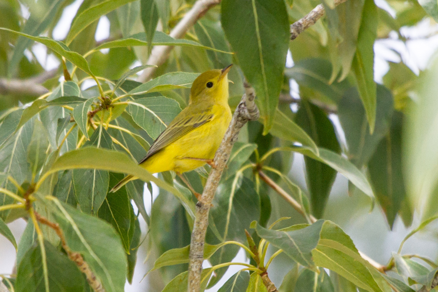 Yellow Warbler