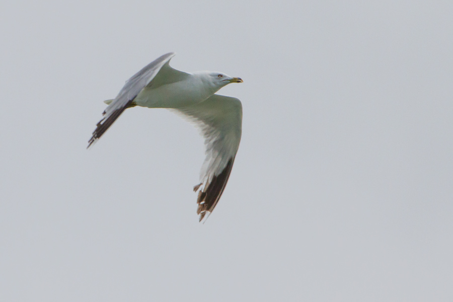 Ring-billed Gull