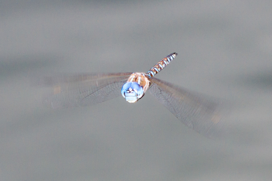 Blue-eyed Darner Dragonfly