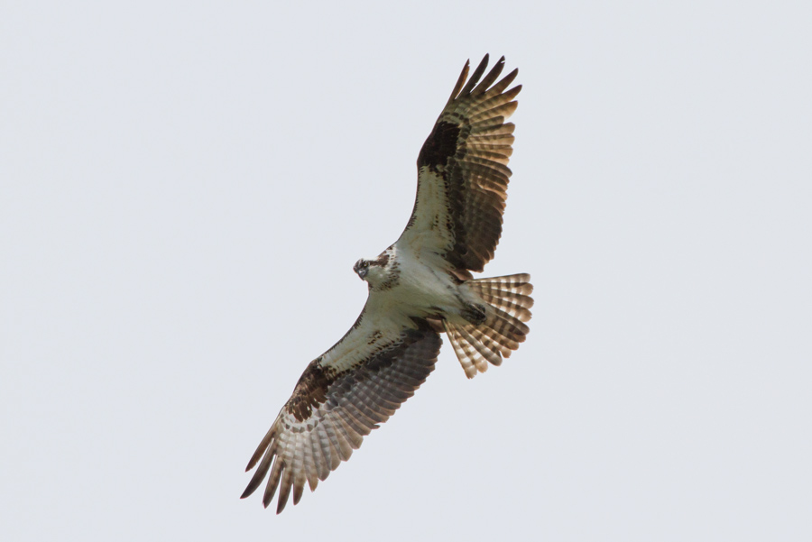 Osprey