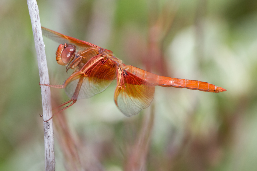 Flame Skimmer Dragonfly