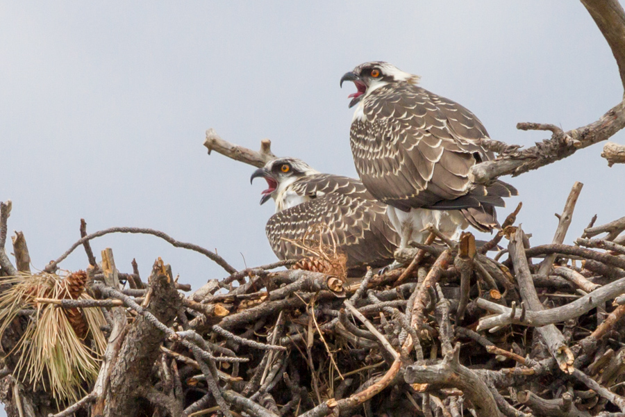 Juvenile Osprey