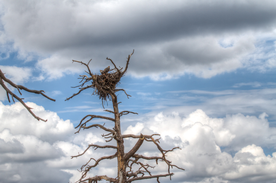 Osprey