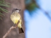 Western Kingbird