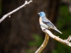 Lazuli Bunting