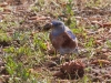 Western Bluebird