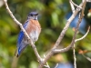 Western Bluebird