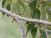 Rufous Hummingbird