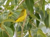 Yellow Warbler