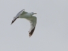 Ring-billed Gull