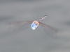Blue-eyed Darner Dragonfly