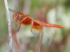 Flame Skimmer Dragonfly